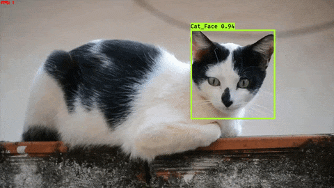 CatVideo
